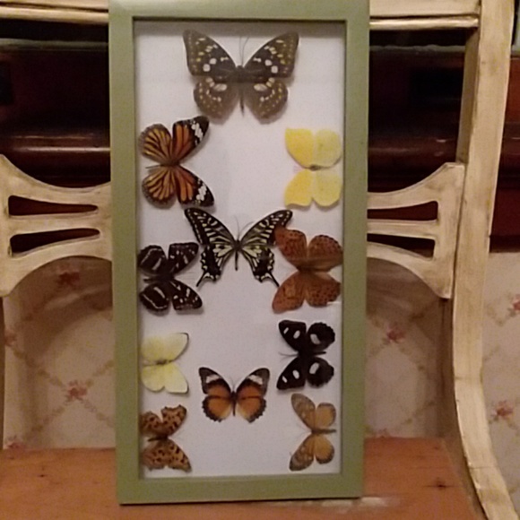 Other - Butterfly shadow box